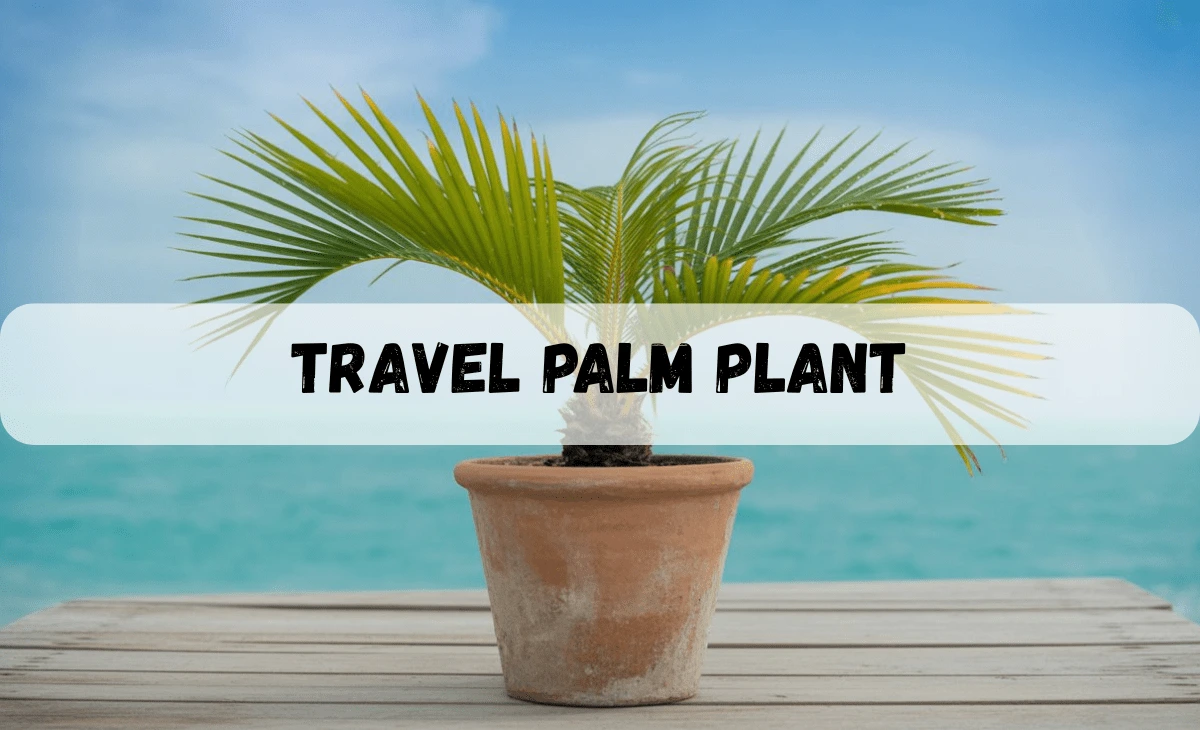 travel palm plant